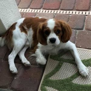 Meet your Posher, Joyce